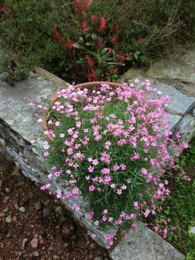 Dimora Fiorita Junior My Holiday Home Varallo Esterno foto